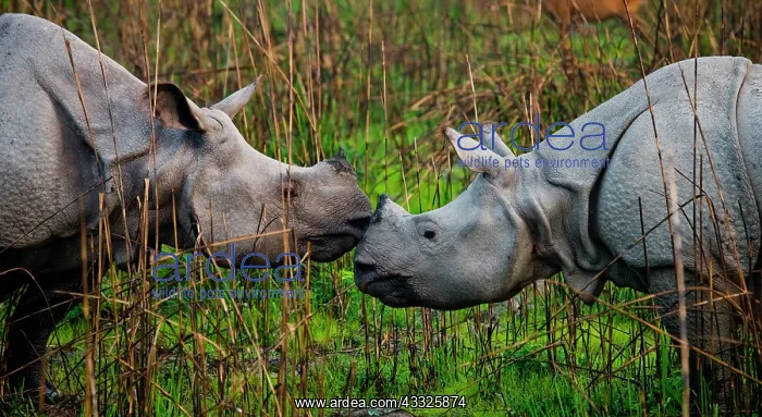 : Two Wild Great one-horned rhinoceroses (Rhinocer : Two Wild Great one-horned rhinoceroses (Rhinocer