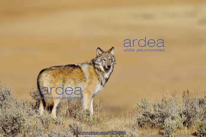 : Wild Grey Wolf - about 6 months old : Wild Grey Wolf - about 6 months old