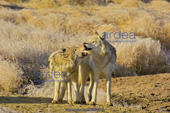 : Wild Grey Wolf - approximately 6 month old pup : Wild Grey Wolf - approximately 6 month old pup
