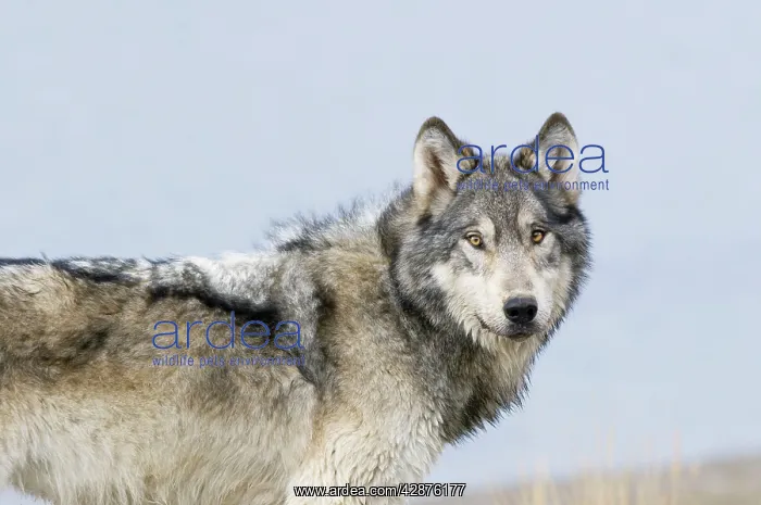 : Wild Grey Wolf - autumn : Wild Grey Wolf - autumn