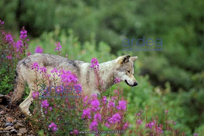: Wild Grey Wolf - among fireweed blossoms, Summer : Wild Grey Wolf - among fireweed blossoms, Summer