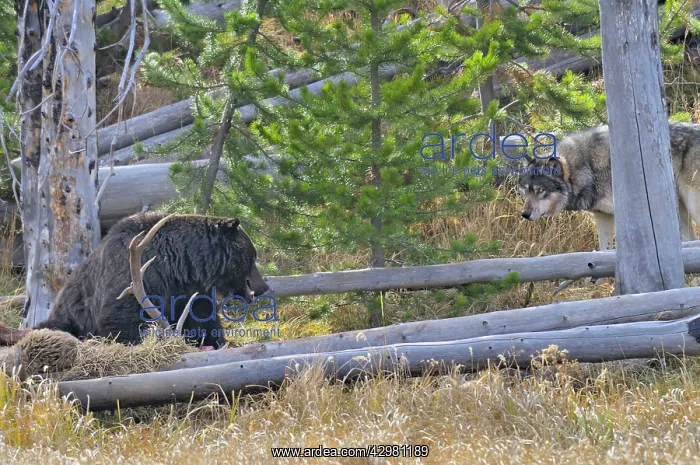 : Wild Grey Wolf - and Grizzly Bear at wolf kill : Wild Grey Wolf - and Grizzly Bear at wolf kill