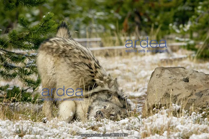 : Wild Grey Wolf - rubbing on something on the ground : Wild Grey Wolf - rubbing on something on the ground