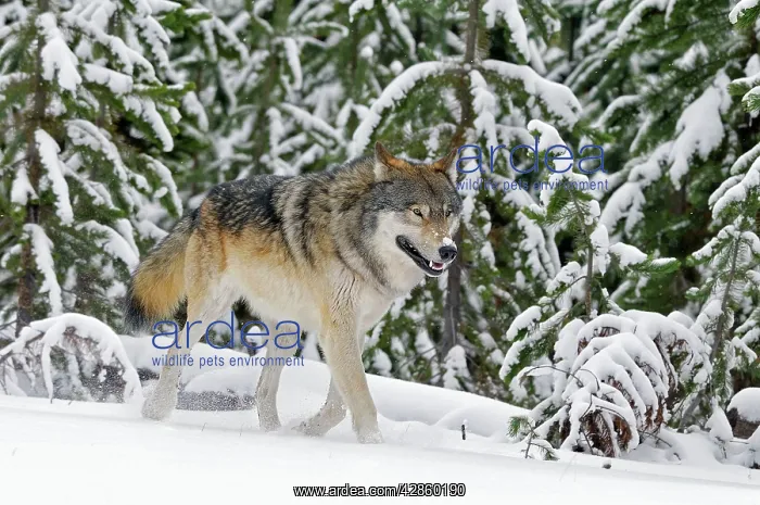 : Wild Grey Wolf - in snow : Wild Grey Wolf - in snow