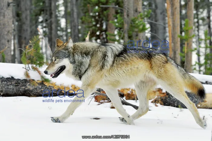 : Wild Grey Wolf - in snow : Wild Grey Wolf - in snow