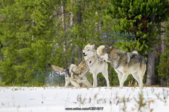 : Wild Grey Wolf - in snow - approximately 6 month : Wild Grey Wolf - in snow - approximately 6 month