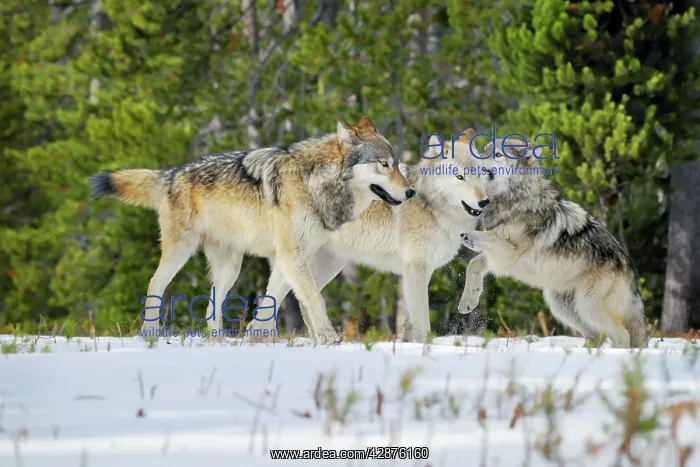 : Wild Grey Wolf - in snow - approximately 6 month : Wild Grey Wolf - in snow - approximately 6 month