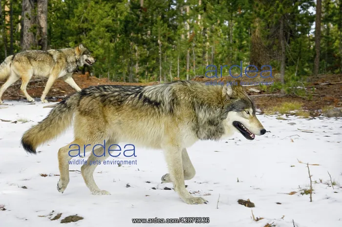 : Wild Grey Wolf - travelling through territory - in snow : Wild Grey Wolf - travelling through territory - in snow