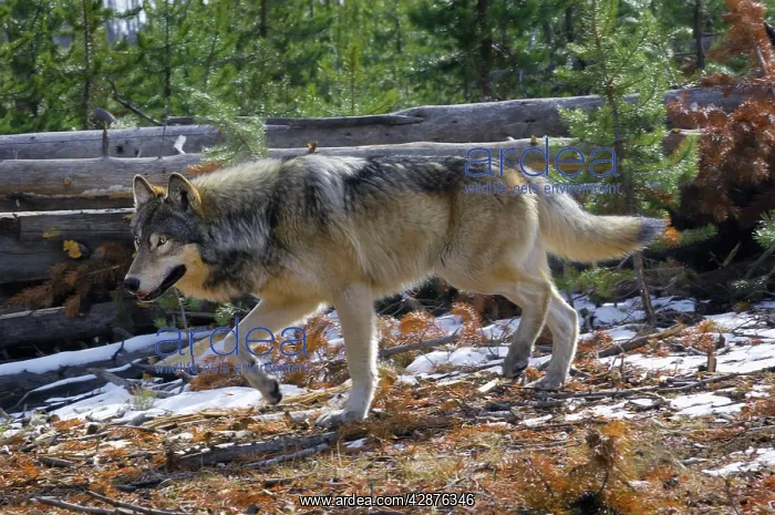 : Wild Grey Wolf - travelling through territory - in snow : Wild Grey Wolf - travelling through territory - in snow