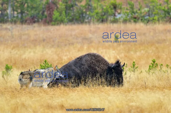 : Wild Grey Wolf - trying to take down a Bison cow : Wild Grey Wolf - trying to take down a Bison cow