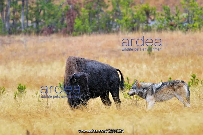 : Wild Grey Wolf - trying to take down a Bison cow : Wild Grey Wolf - trying to take down a Bison cow