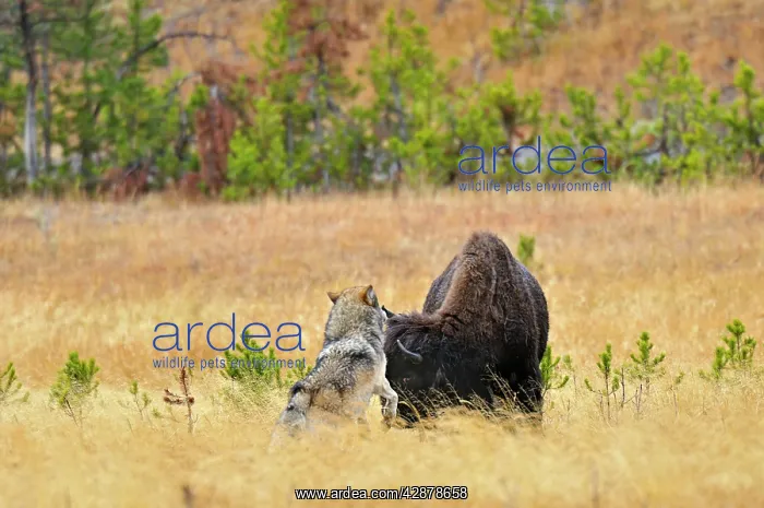 : Wild Grey Wolf - trying to take down a Bison cow : Wild Grey Wolf - trying to take down a Bison cow