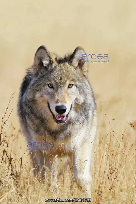 : Wild Grey Wolf - walking in autumn : Wild Grey Wolf - walking in autumn