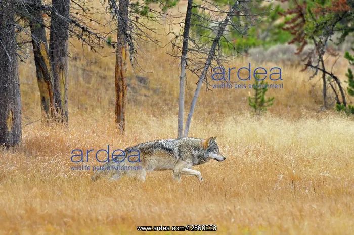 : Wild Grey Wolf - walking through grass : Wild Grey Wolf - walking through grass