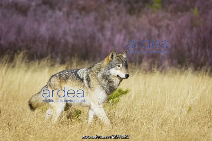 : Wild Grey Wolf - walking through grass - Autumn : Wild Grey Wolf - walking through grass - Autumn