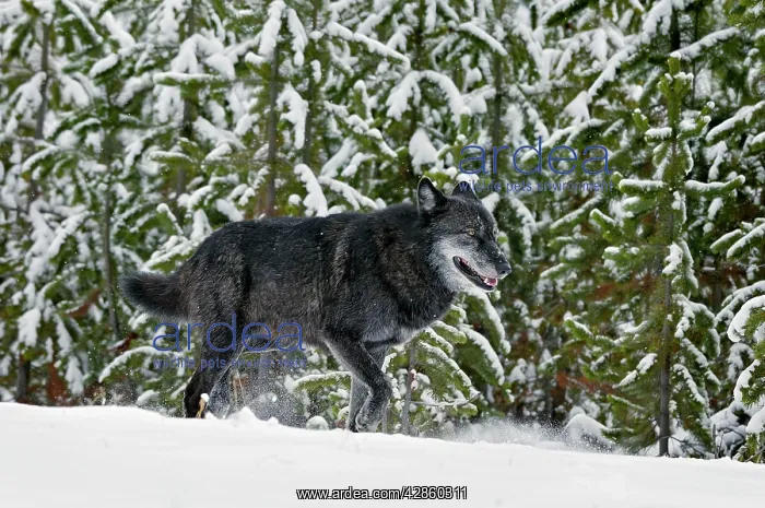 : Wild Grey Wolf - walking in snow : Wild Grey Wolf - walking in snow