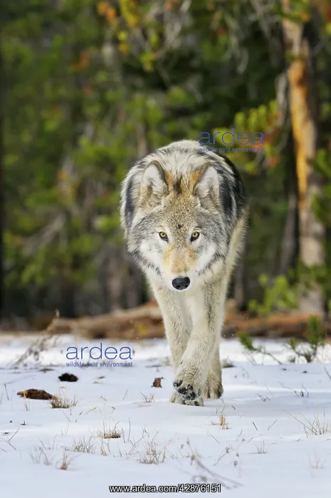 : Wild Grey Wolf - walking in snow in autumn : Wild Grey Wolf - walking in snow in autumn