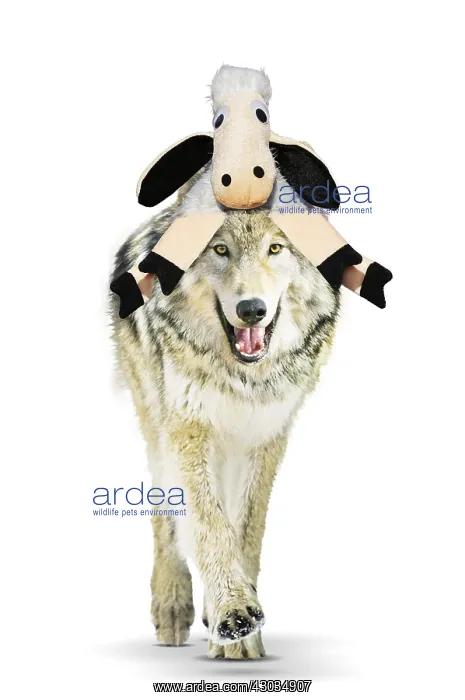 : Wild Grey Wolf wearing Sheep hat, Wolf in Sheeps clothing : Wild Grey Wolf wearing Sheep hat, Wolf in Sheeps clothing