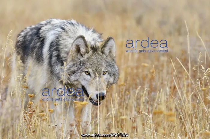 : Wild Grey Wolves - autumn : Wild Grey Wolves - autumn