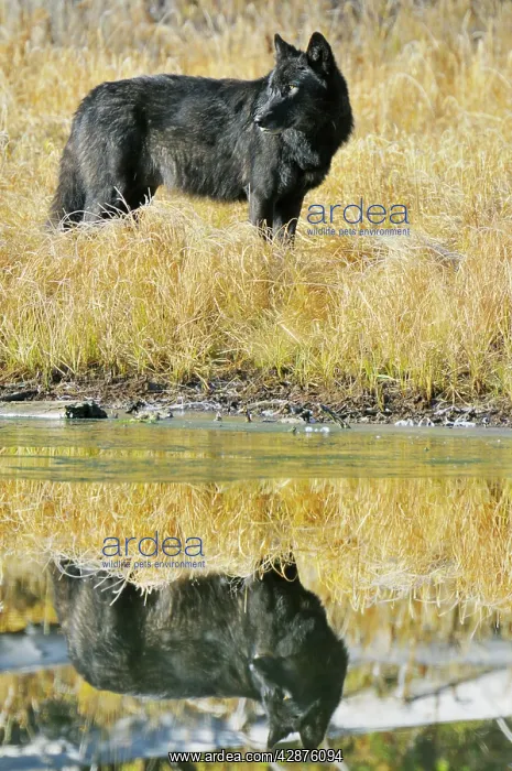 : Wild Grey Wolves - black color phase - with reflection : Wild Grey Wolves - black color phase - with reflection