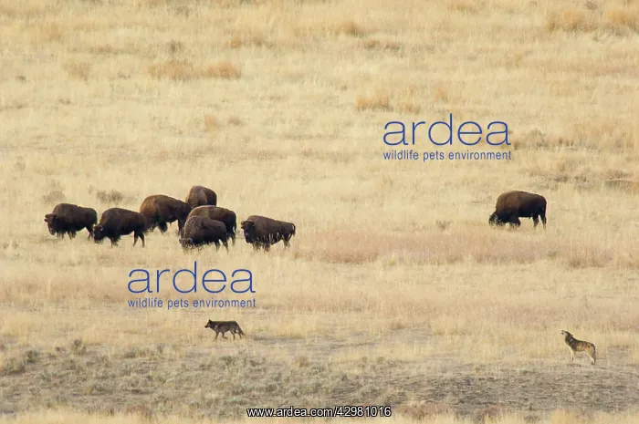 : Wild Grey Wolves - checking out herd of Bison - Autumn : Wild Grey Wolves - checking out herd of Bison - Autumn