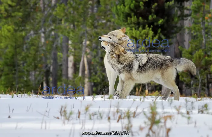 : Wild Grey Wolves - greeting in snow - closer wolf : Wild Grey Wolves - greeting in snow - closer wolf