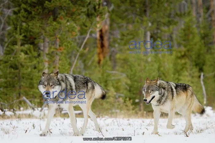 : Wild Grey Wolves - in snow : Wild Grey Wolves - in snow