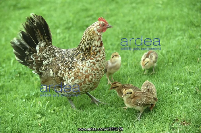 : Wild Hawaiian Hen with Chicks : Wild Hawaiian Hen with Chicks