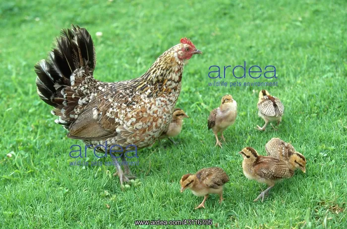 : Wild Hawaiian hen and chicks : Wild Hawaiian hen and chicks