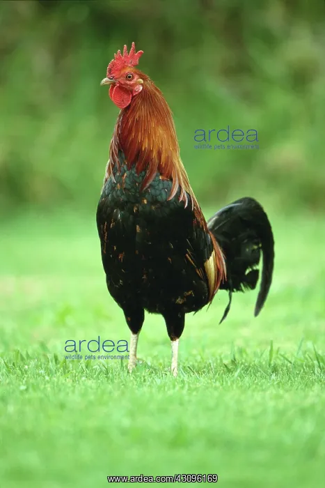 : Wild Hawaiian Rooster : Wild Hawaiian Rooster
