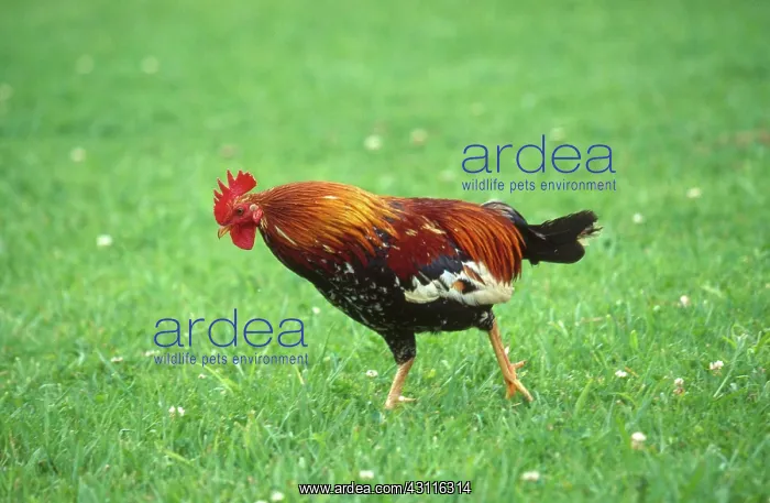 : Wild Hawaiian rooster : Wild Hawaiian rooster