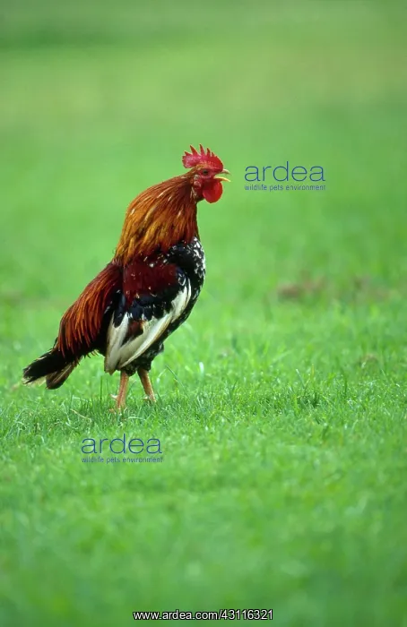 : Wild Hawaiian rooster : Wild Hawaiian rooster