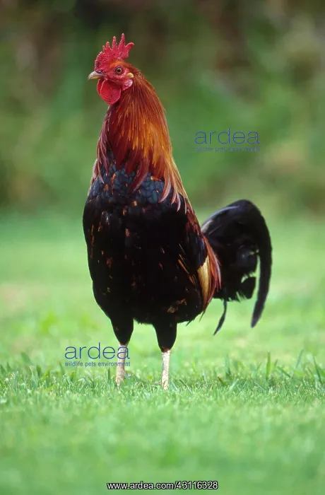 : Wild Hawaiian rooster : Wild Hawaiian rooster