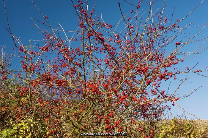 : Wild hawthorn in fruit - haws - in autumn : Wild hawthorn in fruit - haws - in autumn