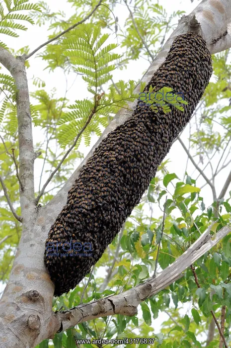 : Wild honey bees : Wild honey bees