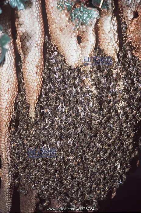 : Wild honeybees on natural comb : Wild honeybees on natural comb