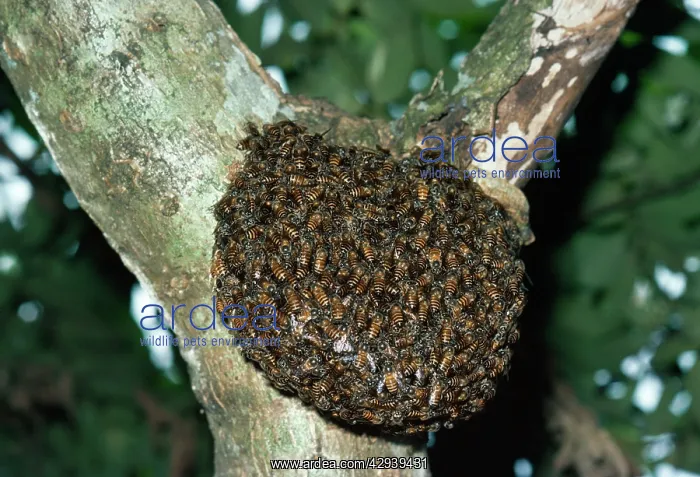 : Wild Honeybees - nest in tree : Wild Honeybees - nest in tree