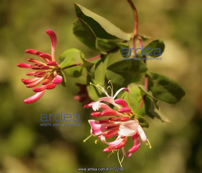 : Wild Honeysuckle, Lonicera periclymenum, hanging down agains : Wild Honeysuckle, Lonicera periclymenum, hanging down agains