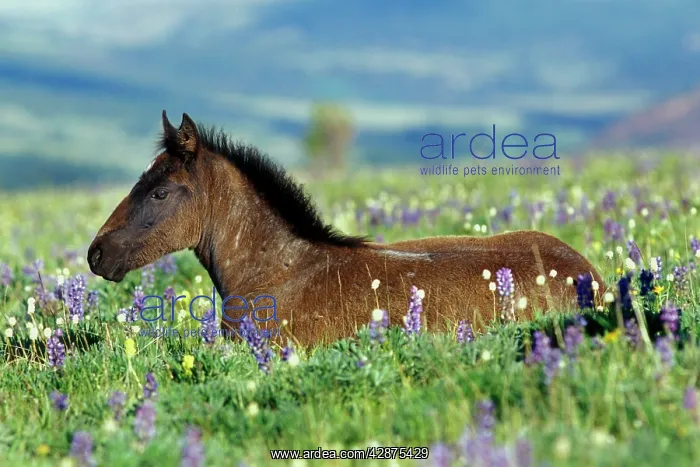: Wild Horse - colt rests among lupine and bistort : Wild Horse - colt rests among lupine and bistort