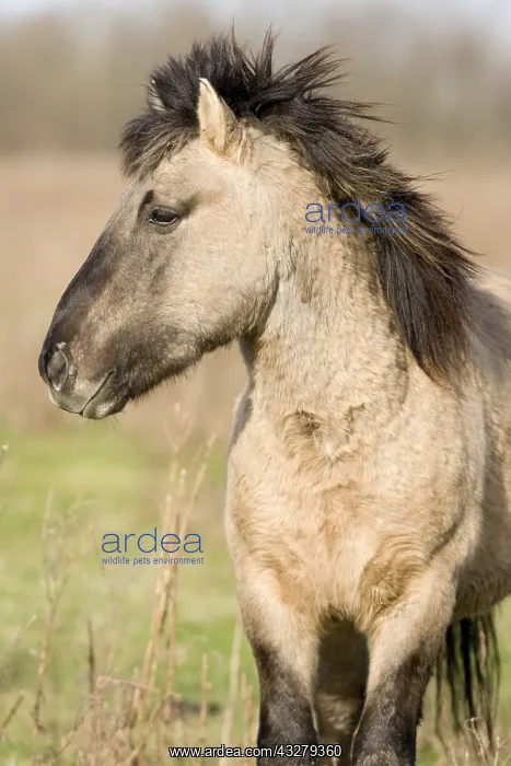 : Wild Horse (Equus caballus), Flevoland, The Net : Wild Horse (Equus caballus), Flevoland, The Net