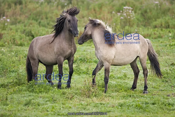 : Wild Horse (Equus caballus) pair fighting, Oost : Wild Horse (Equus caballus) pair fighting, Oost