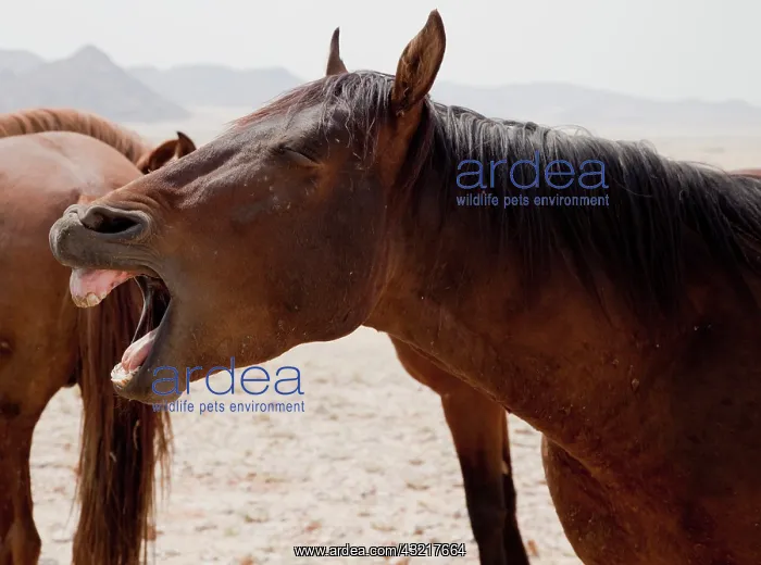 : Wild horse (Equus ferus) yawning, Namib : Wild horse (Equus ferus) yawning, Namib