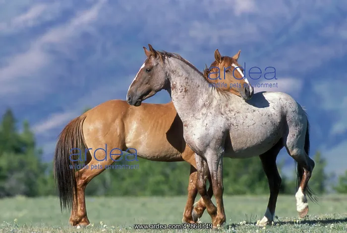 : Wild HORSE / Mustang - two, standing close together : Wild HORSE / Mustang - two, standing close together