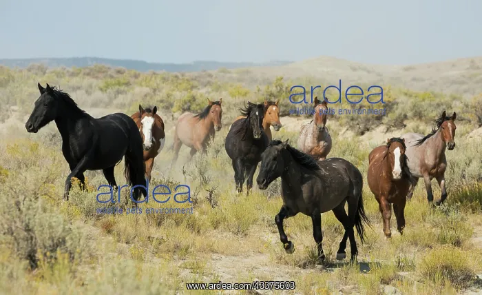 : Wild horses approaching waterhole : Wild horses approaching waterhole