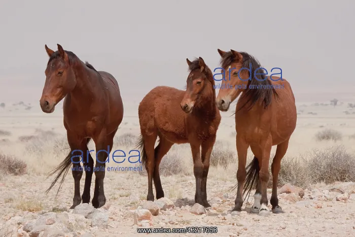 : Three wild horses (Equus ferus), Namib Desert : Three wild horses (Equus ferus), Namib Desert