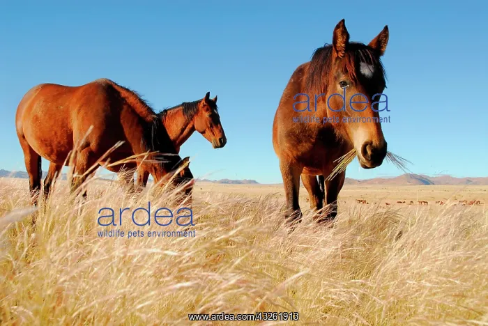 : Wild Horses (Equus ferus) in the Namib Desert, Garub : Wild Horses (Equus ferus) in the Namib Desert, Garub