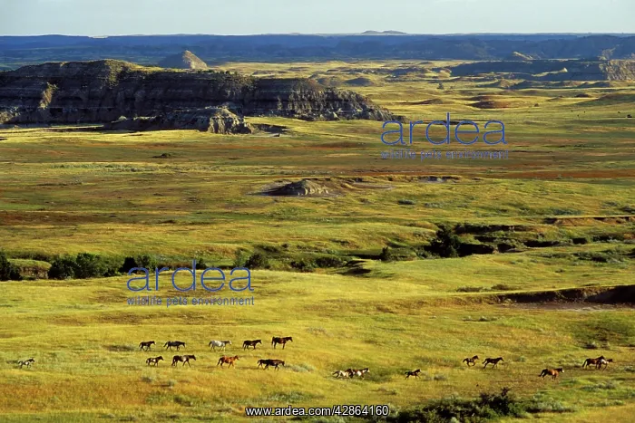 : Wild Horses - Herd : Wild Horses - Herd