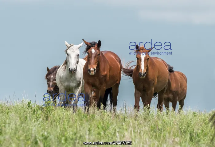 : Wild horses in the Kansas Flint Hills : Wild horses in the Kansas Flint Hills