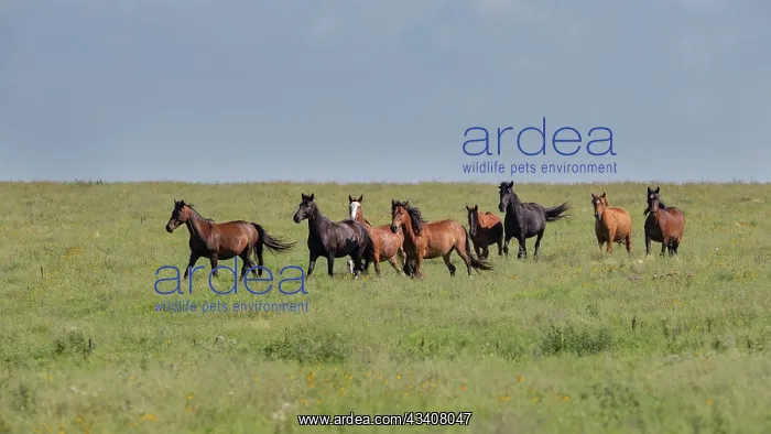 : Wild horses running in the Flint Hills : Wild horses running in the Flint Hills