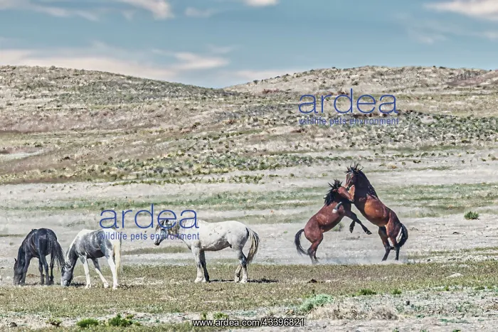 : Wild horses in west desert of Utah : Wild horses in west desert of Utah